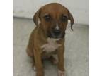 Adopt Simi a Mountain Cur