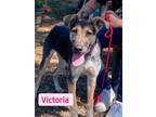 Adopt Victoria a Mixed Breed, German Shepherd Dog