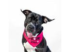 Adopt Huckleberry a Mastiff