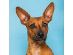 Adopt Eleanor a Patterdale Terrier / Fell Terrier