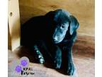 Adopt Don Jose - Homer Litter a Labrador Retriever, Mixed Breed