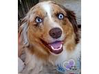 Adopt Aggie Rose a Australian Shepherd