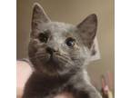 Adopt Umberlee a Domestic Short Hair