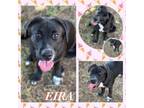 Adopt Eira CFS 240061870_2 a Black Labrador Retriever
