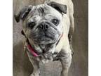 Adopt Bella Boo a Pug, Mixed Breed