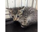 Adopt Nora a Domestic Medium Hair