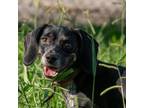 Adopt Daphne a Beagle