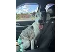 Adopt Kleo a American Staffordshire Terrier, Great Dane