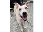 Adopt Airy a American Staffordshire Terrier