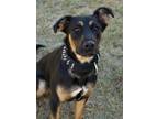 Adopt Francine a Shepherd, Mixed Breed