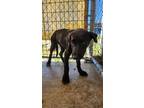 Adopt Lady a Labrador Retriever, Mixed Breed