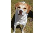 Adopt Rapunzel a Shepherd