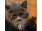Adopt Ferrari a Domestic Long Hair, Maine Coon
