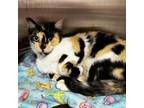 Adopt Bonnie a Domestic Medium Hair
