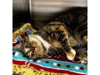 Adopt Carbliss a Domestic Short Hair