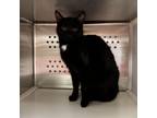 Adopt Mavis a Domestic Short Hair