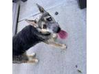 Adopt Beep a Shepherd, Husky