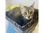 Adopt River a Domestic Medium Hair