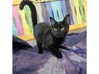 Adopt Tic a Domestic Short Hair
