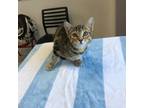 Adopt Noodles a Domestic Medium Hair