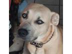 Adopt Mystic a Pit Bull Terrier