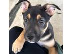 Adopt Penny (pink collar) a Mixed Breed