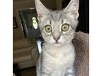 Adopt Honeyracha a Domestic Short Hair