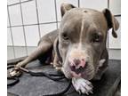 Adopt 56580996 a Pit Bull Terrier, Mixed Breed