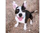 Adopt 56503209 a Pit Bull Terrier, Mixed Breed