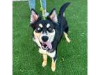 Adopt Hannah a Bernese Mountain Dog, Mixed Breed