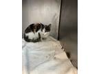 Adopt 56576071 a Domestic Short Hair