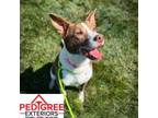 Adopt Lyla a Border Collie, Pit Bull Terrier