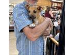 Adopt Cheddar a Mixed Breed