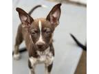 Adopt Squeakers a Mixed Breed