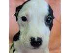 Adopt Lainey a Pit Bull Terrier