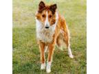 Adopt Dolly a Shetland Sheepdog / Sheltie