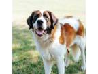 Adopt Lola a Saint Bernard