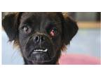 Adopt Kiwi/Lyric #1870 a Pekingese, Pug