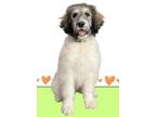 Adopt Bessie Aka Lantern #1718 a Great Pyrenees, Poodle