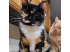 Adopt Kali a Domestic Medium Hair