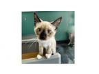 Adopt Daisy a Siamese