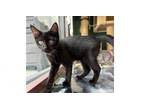 Adopt Minnie a American Shorthair