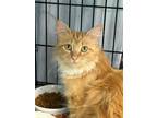 Adopt Goldie a Domestic Long Hair, Maine Coon