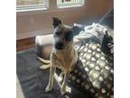 Adopt Pebbles a Australian Cattle Dog / Blue Heeler, Mixed Breed
