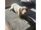 Adopt Roxy a Australian Cattle Dog / Blue Heeler, Cattle Dog