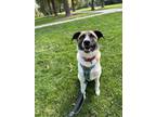 Adopt Bella a Australian Cattle Dog / Blue Heeler, Shepherd