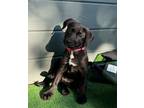 Adopt Wanda a Shepherd, Border Collie