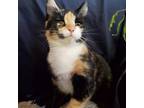 Adopt Marmalade a Domestic Short Hair
