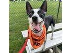 Adopt Lilly a Jack Russell Terrier, Rat Terrier