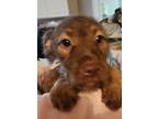 Adopt terrier puppy copy #2 a Patterdale Terrier / Fell Terrier